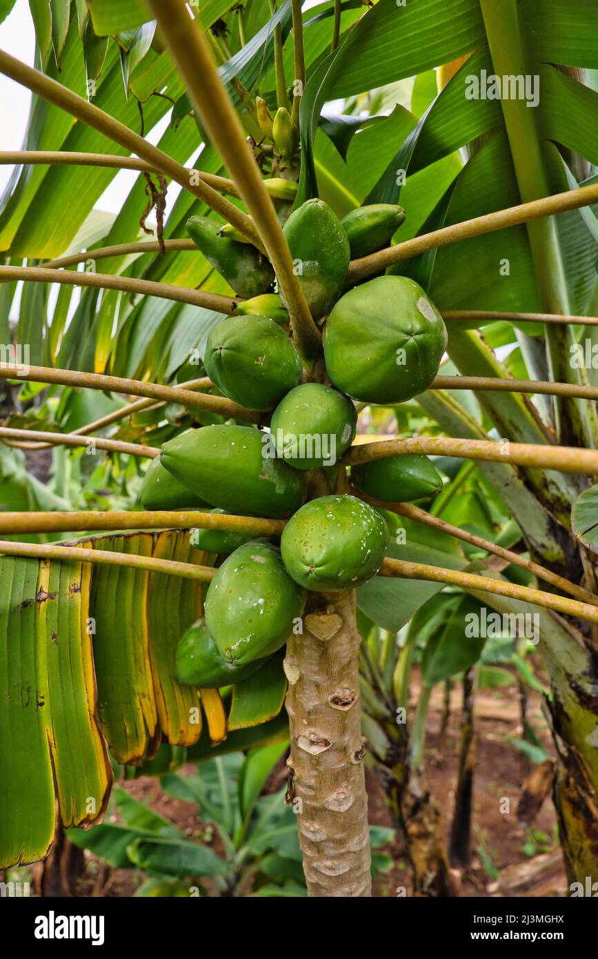 Frutti tropicali, per esempio la papaia. Papaya verde non matura sull'isola di Madeira, Portogallo. Foto Stock