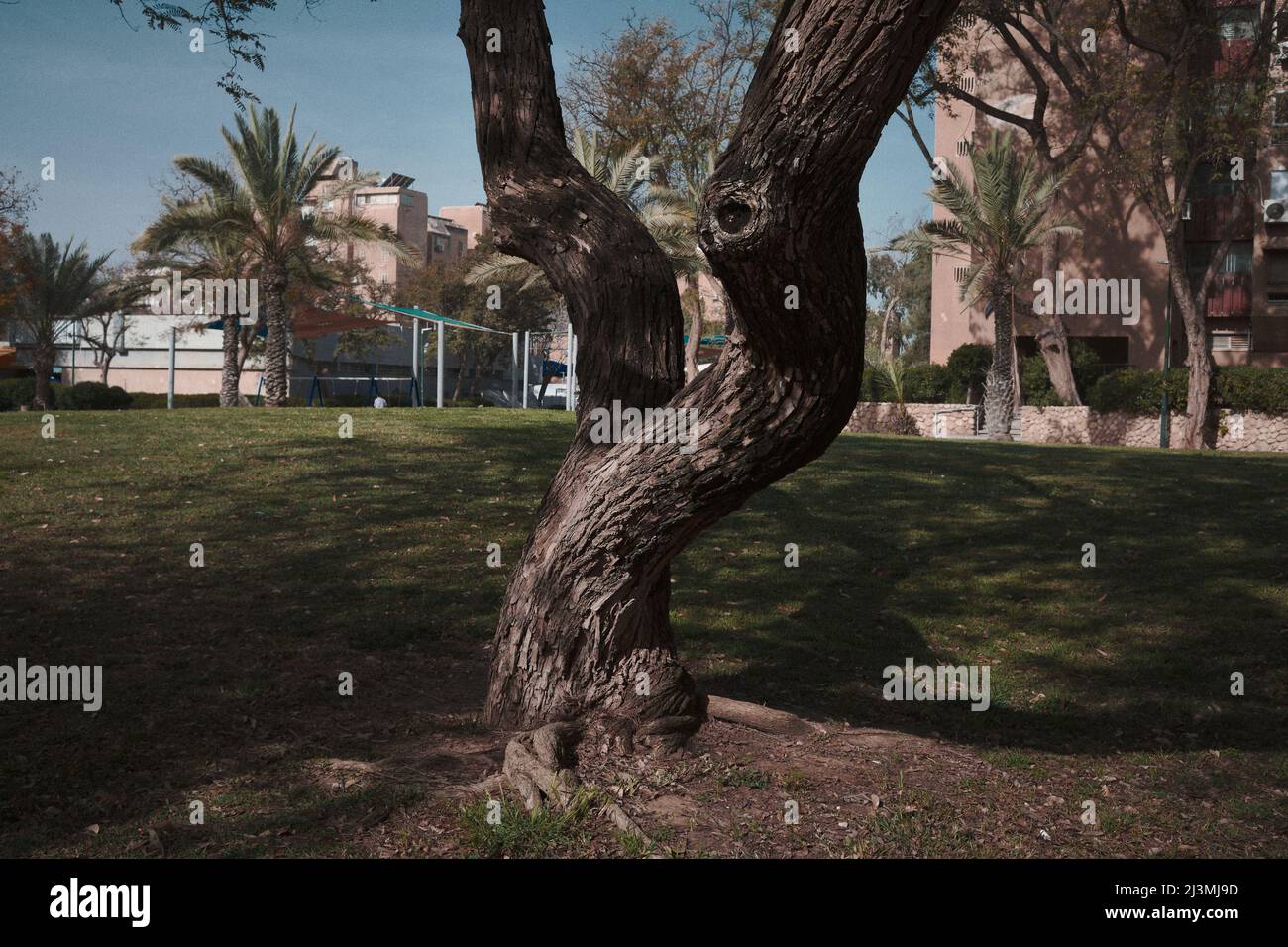 tronco di albero e un prato Foto Stock