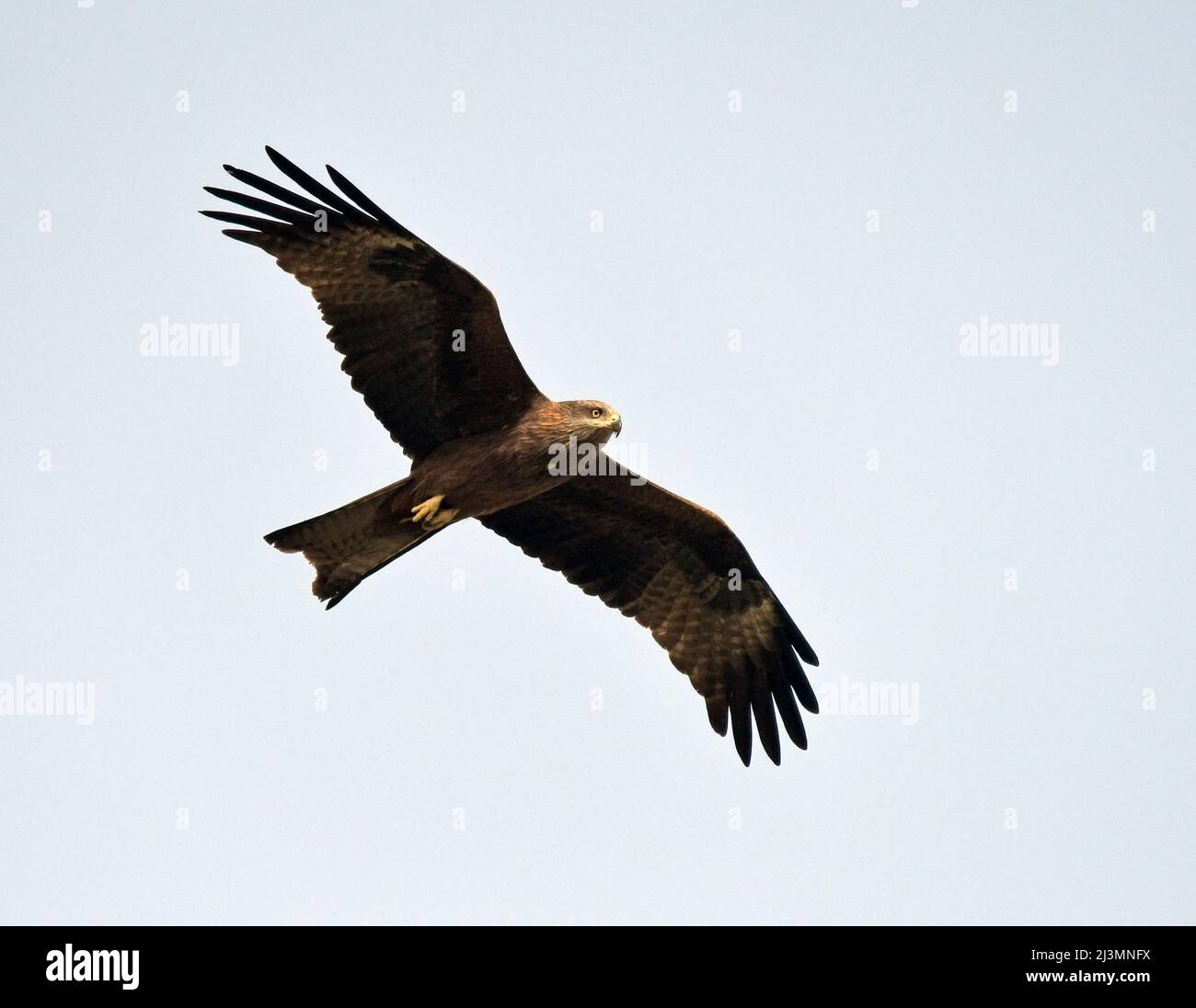 Nibbio battenti Foto Stock