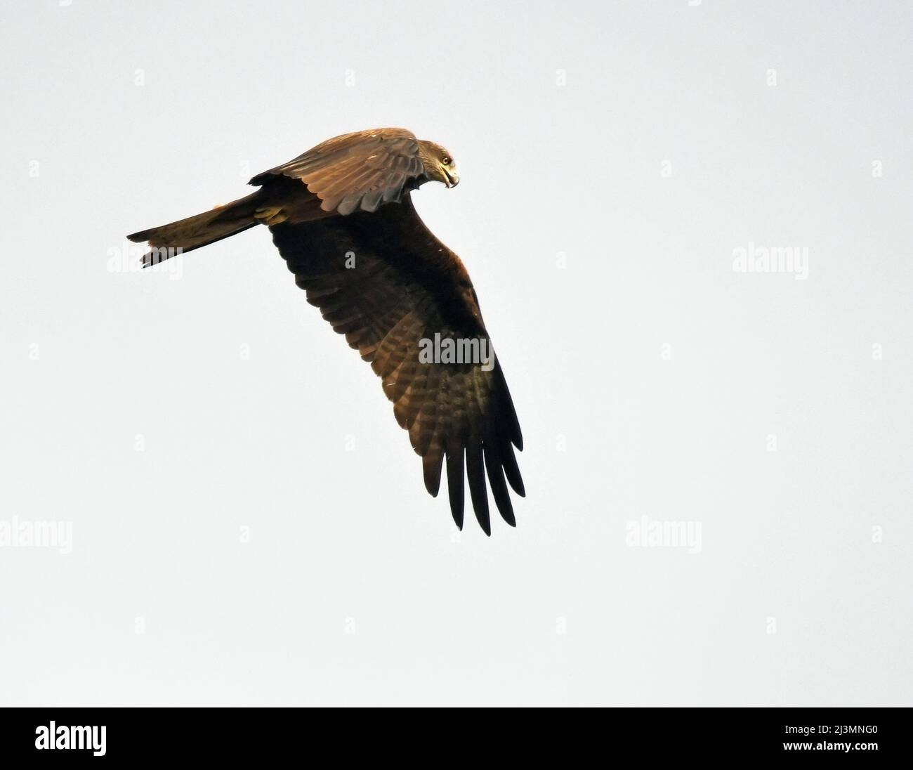 Nibbio battenti Foto Stock
