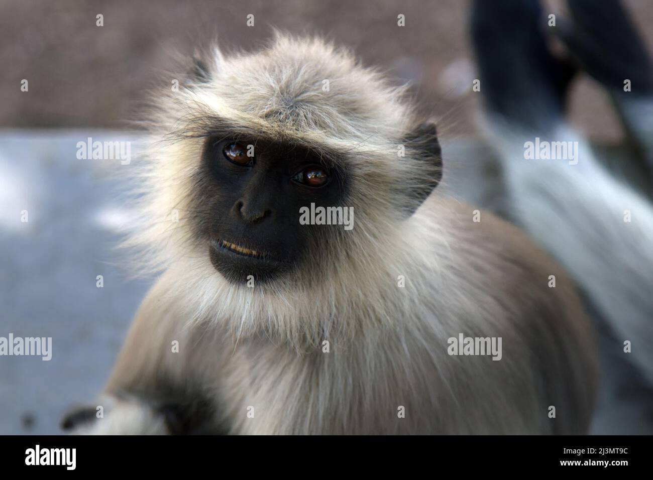 Dalla vita delle scimmie di Langur (douc a stanco nero (Semnopithecus hypoleucos)). Ritratto di femmina. Hollywood amichevole sorriso Foto Stock