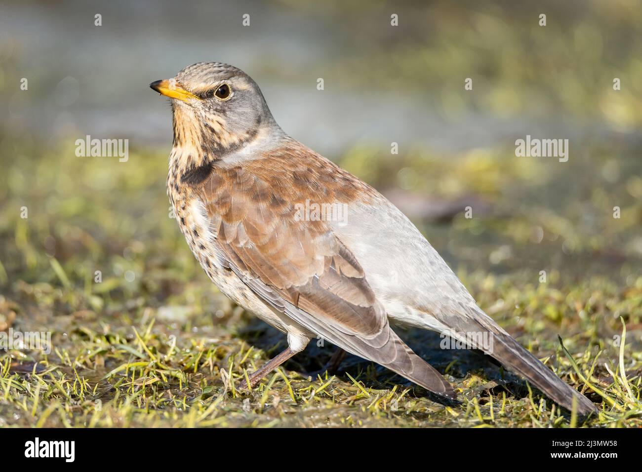 Fieldfare (mughetto) in piedi nel suo habitat naturale. Foto Stock