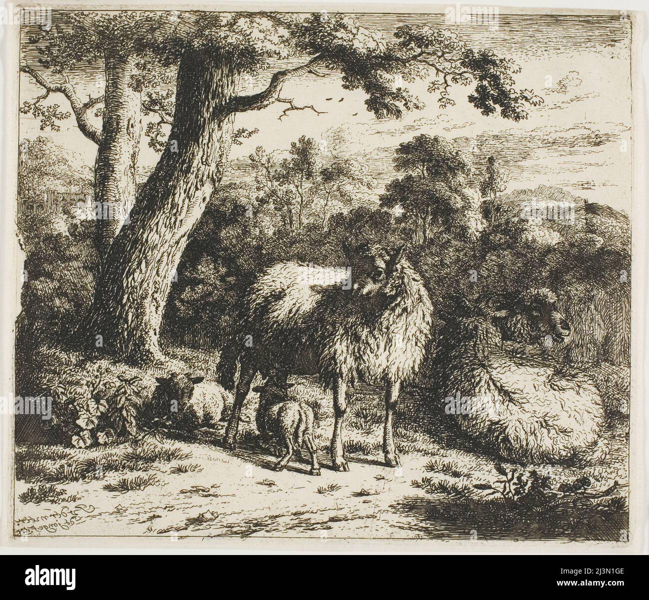 Pecore in piedi e due agnelli, 1685. Foto Stock