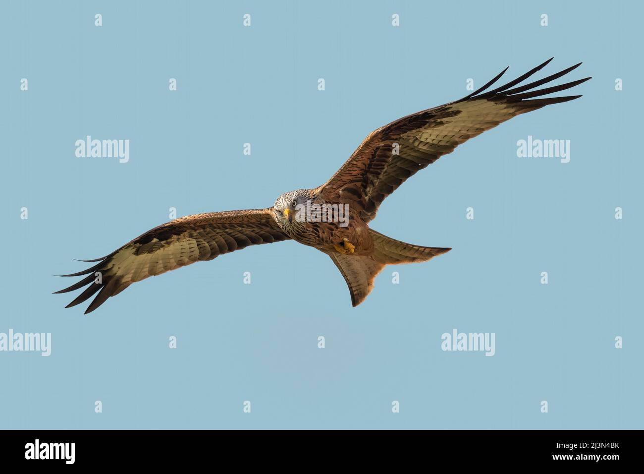 Aquilone rosso in volo, da vicino, in primavera in Scozia Foto Stock