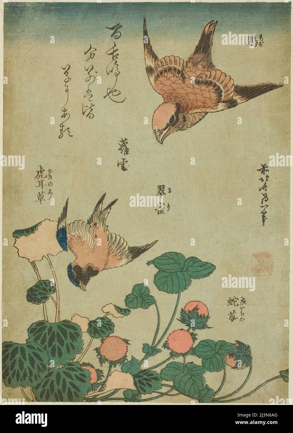 Scrike e Bluebird con Saxifrage e Strawberry selvatico (Mozu, ruri, yukinoshita, hebi-ichigo), da una serie senza titolo di fiori e uccelli, Giappone, c.. 1834. Foto Stock