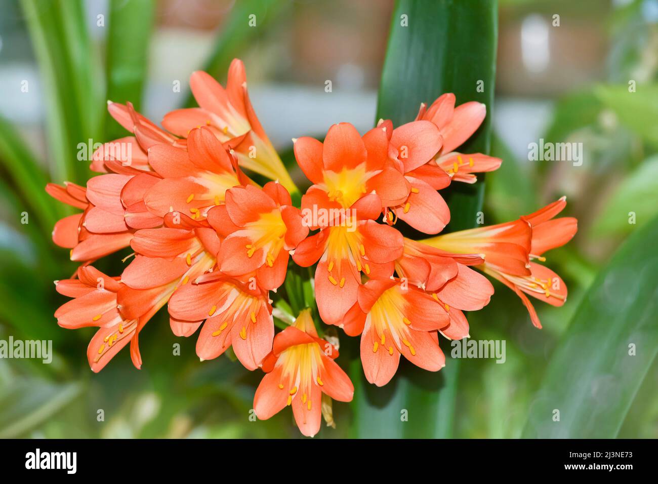 Primo piano della cricca arancione in fiore su uno sfondo sfocato. Messa a fuoco selettiva. Il concetto di allevamento di piante indoor Foto Stock