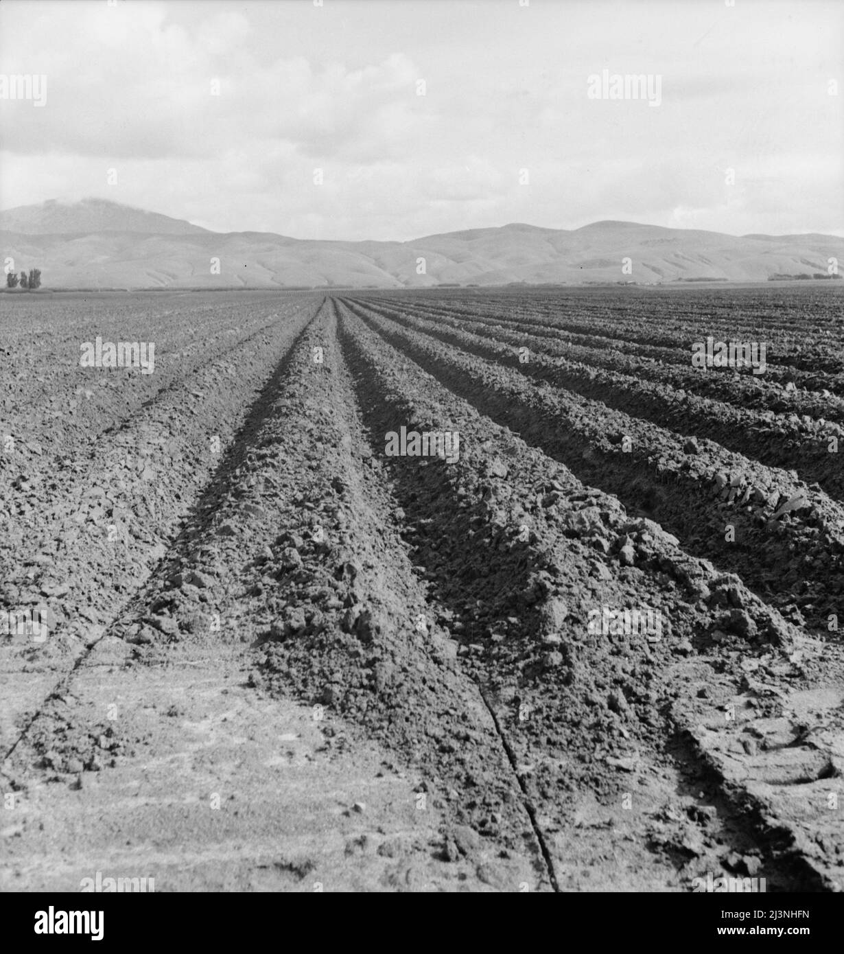 Campo di barbabietole da zucchero appena arato vicino a King City. Mostra su larga scala di operazioni agricole in California. Foto Stock