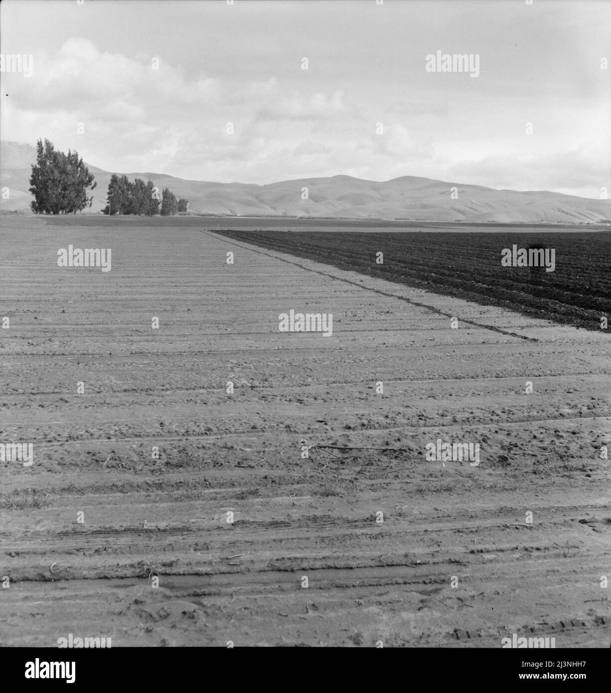 Campo di barbabietole da zucchero appena arato vicino a King City. Mostra su larga scala di operazioni agricole in California. Foto Stock