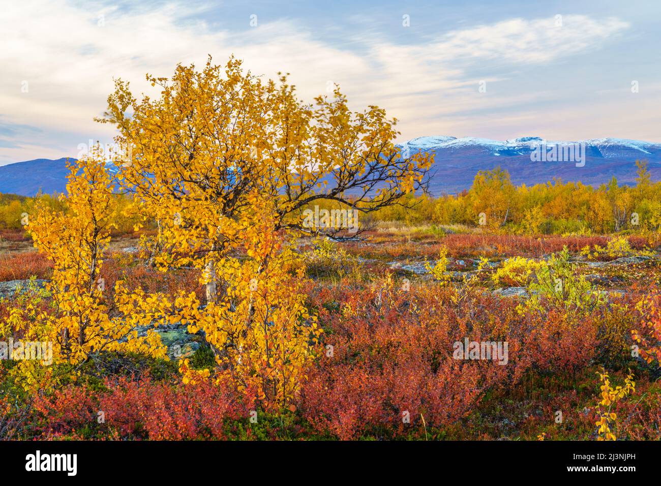 Vista autunnale sul paesaggio di Abisko con alberi di betulla colorati e montagna con neve in cima, Abisko, Lapponia svedese, Svezia Foto Stock