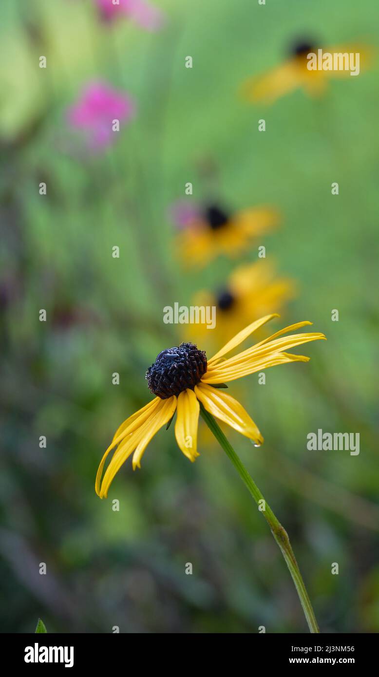 Bellissimo primo piano di un rudbeckia Foto Stock