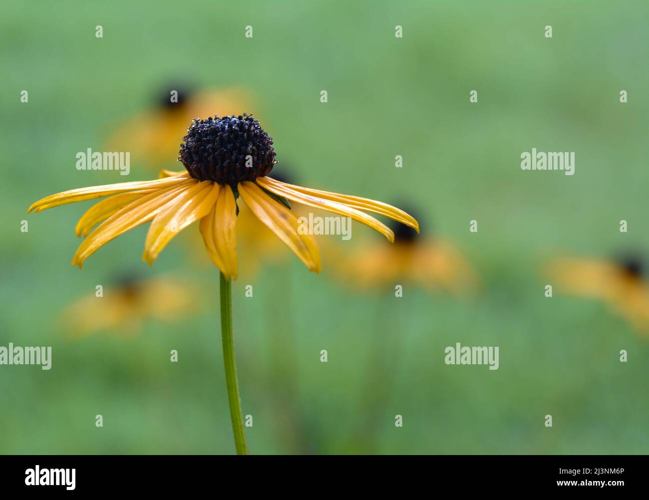 Bellissimo primo piano di un rudbeckia Foto Stock