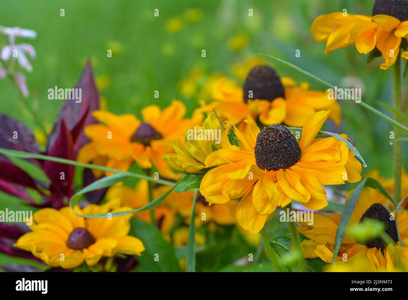 Bellissimo primo piano di un rudbeckia Foto Stock
