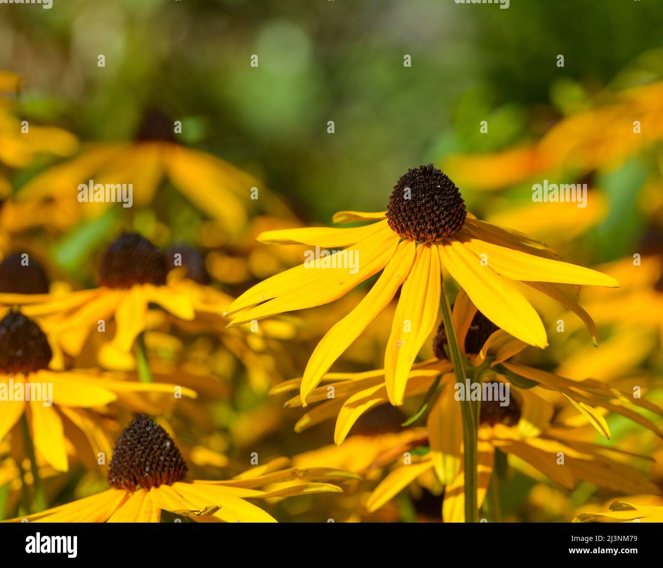 Bellissimo primo piano di un rudbeckia Foto Stock