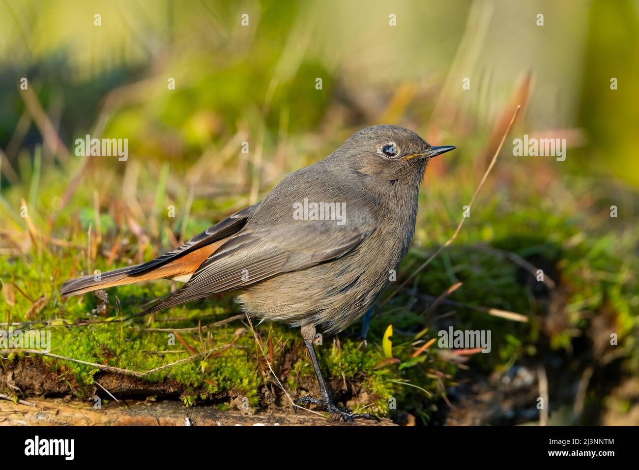 Maggiore del Parus Foto Stock