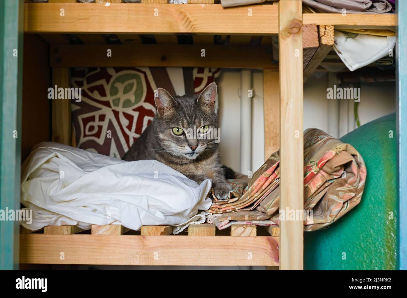 Gatto pabbino shortaired che posa su una coperta in un armadio di legno Foto Stock