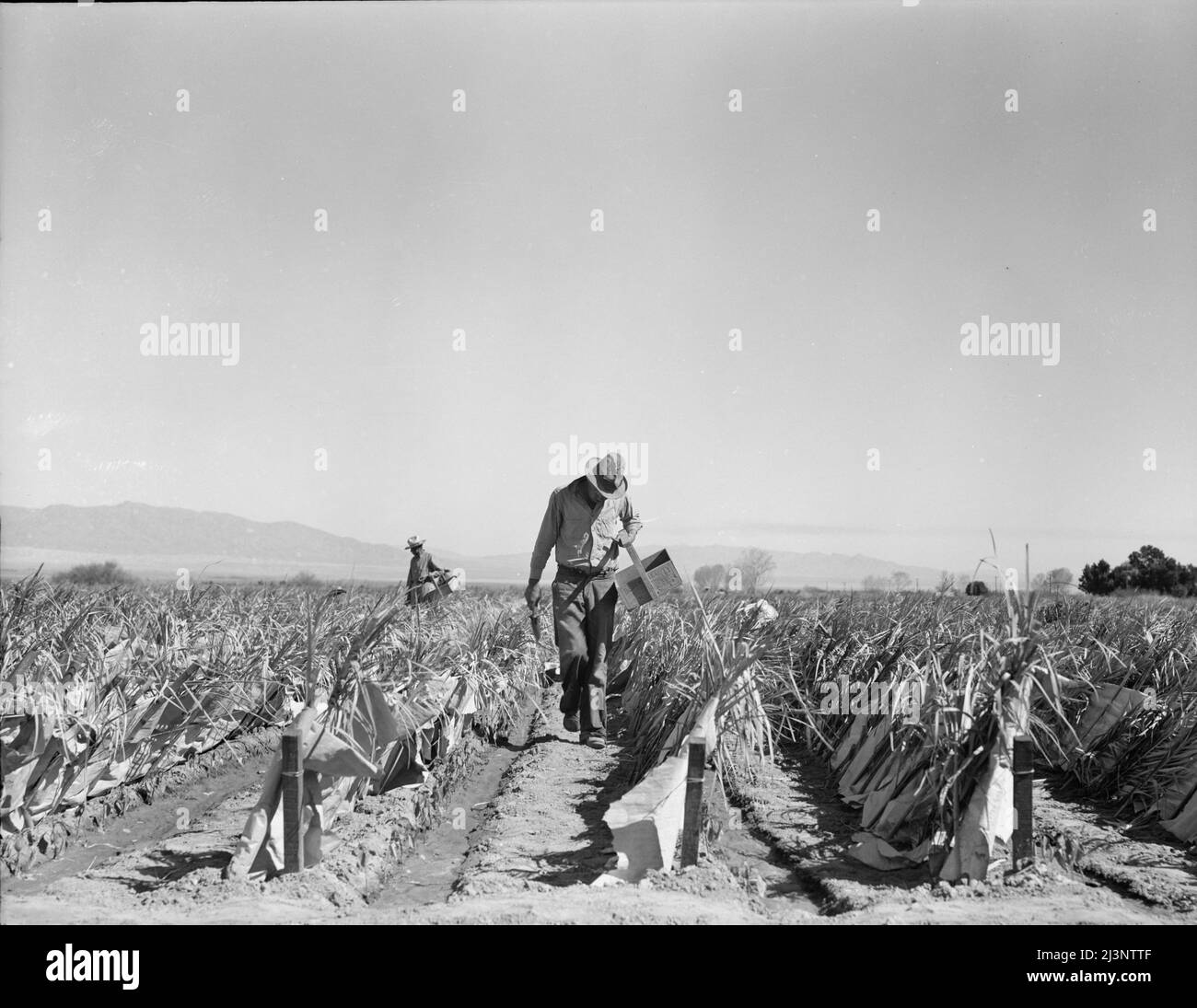 Agricoltura del deserto. Campo di peperoncino spazzolato. Reimpianto di piante di peperoncino su un ranch di proprietà giapponese. Bastoni, foglie di palma e carta sono utilizzati per la protezione contro il vento e il freddo. Le piante di pomodoro vengono coltivate con lo stesso metodo. Imperial Valley, California. Foto Stock