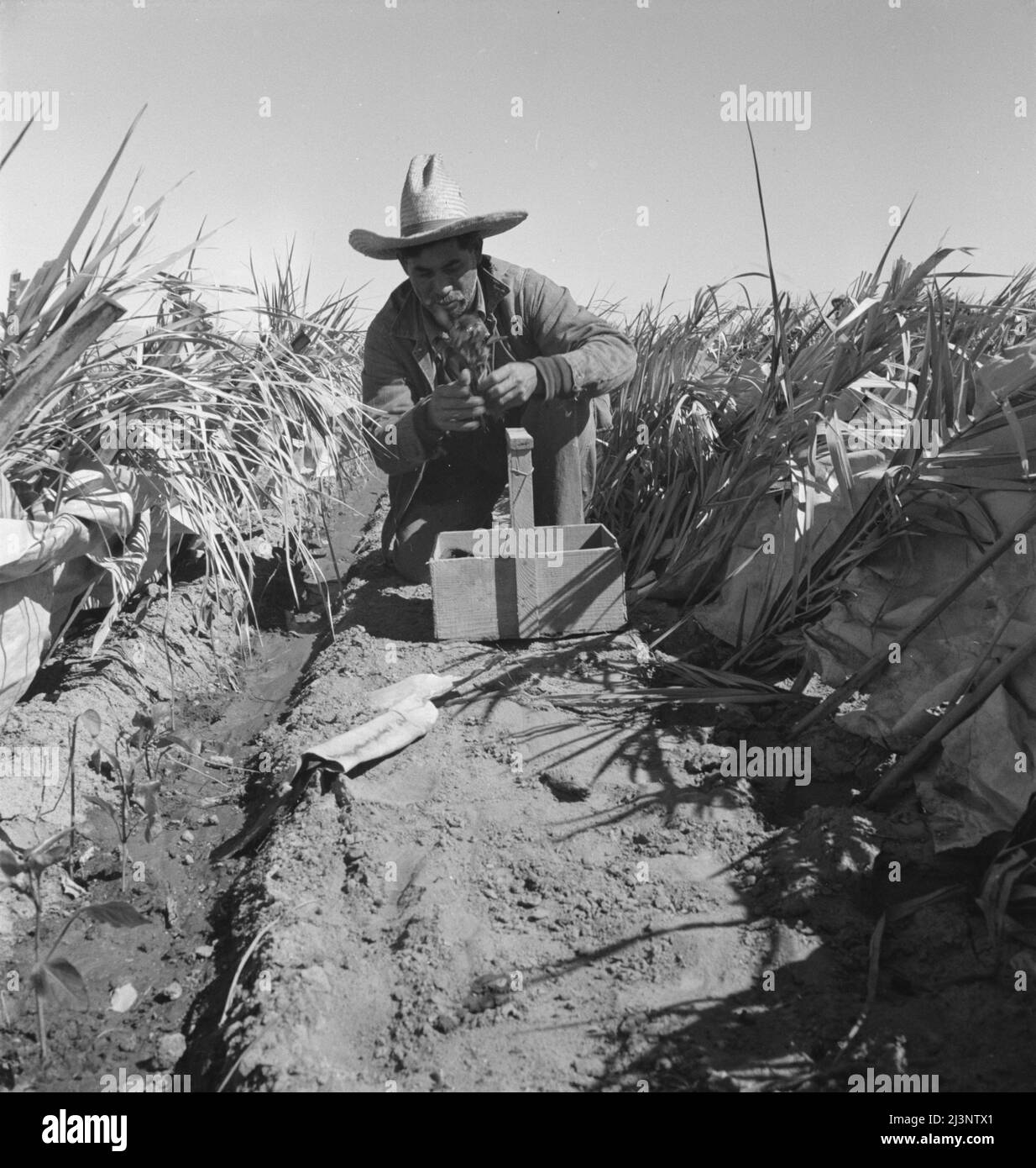 Agricoltura del deserto. Campo di peperoncino spazzolato. Reimpianto di piante di peperoncino su un ranch di proprietà giapponese. Imperial Valley, California. Foto Stock