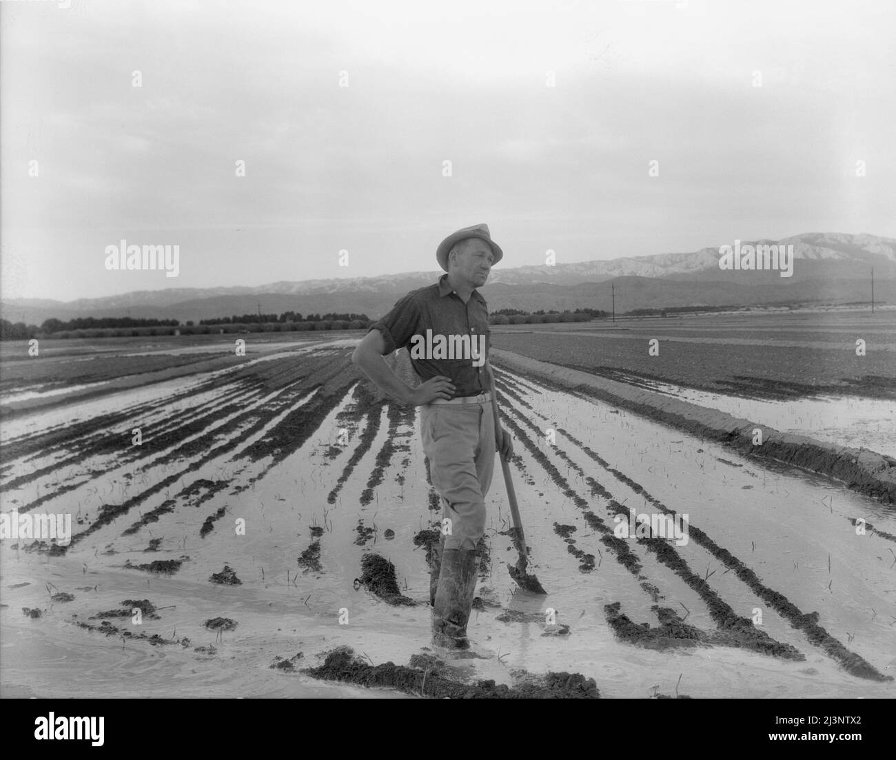 Operatore di campo che irriga campi di erba medica e orzo. Il campo produce undici tagli di erba medica all'anno, produce da nove a dieci tonnellate all'acro; venduto per ventidue dollari per tonnellata nel 1936. Vicino Indio, Coachella Valley, California. Foto Stock