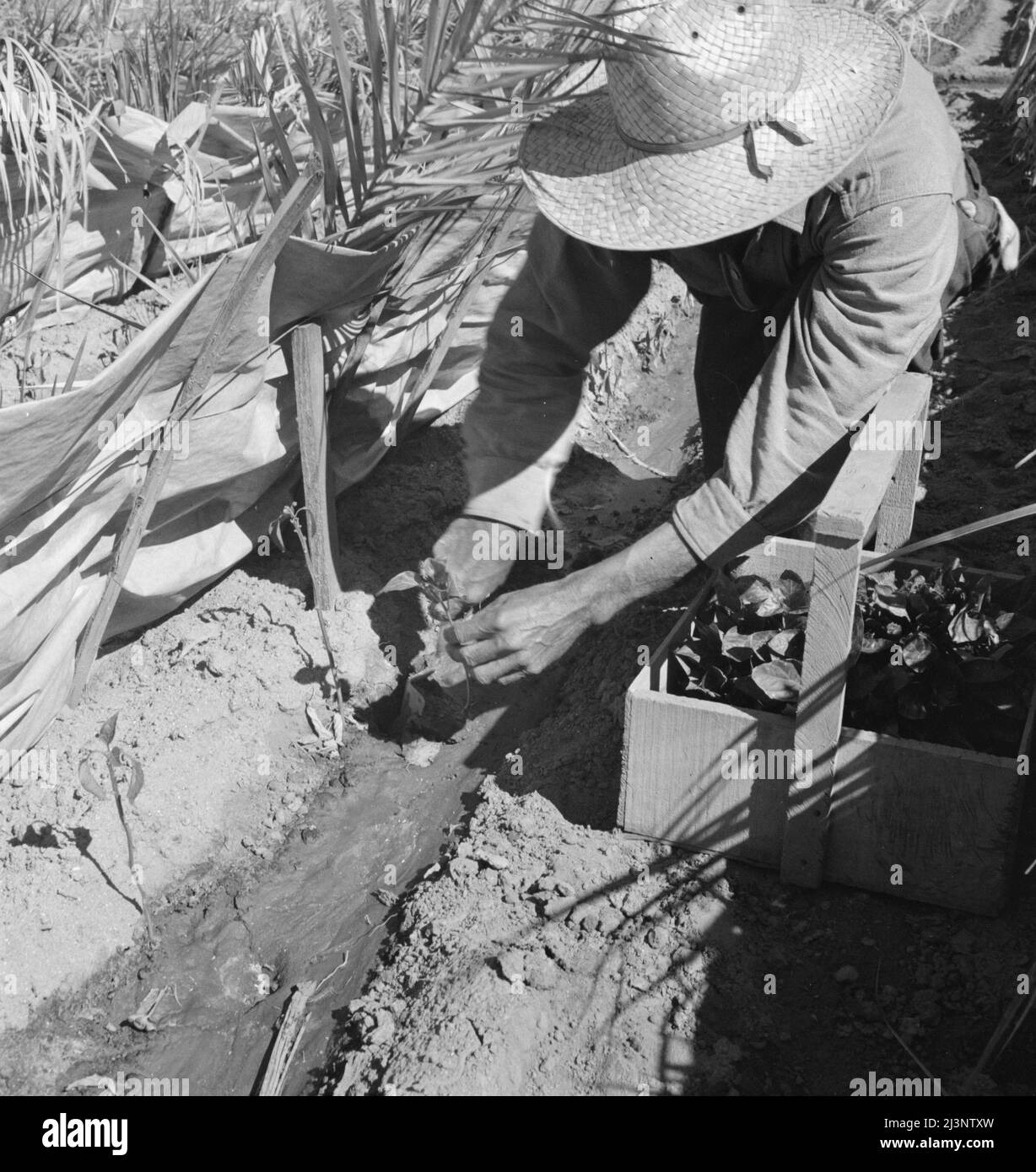 Agricoltura del deserto. Campo di peperoncino spazzolato. Reimpianto di piante di peperoncino su un ranch di proprietà giapponese. Imperial Valley, California. Foto Stock