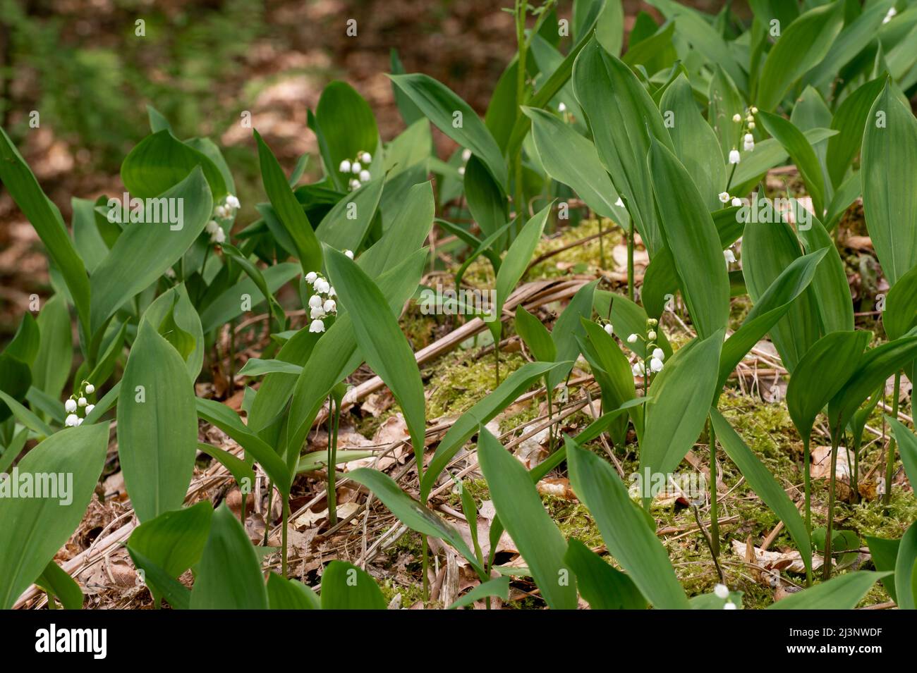 Letto di giglio selvatico della valle fiori. In Alsazia, il 1st maggio, escursionisti scegliere le graziose piccole campane bianche nella foresta. Foto Stock