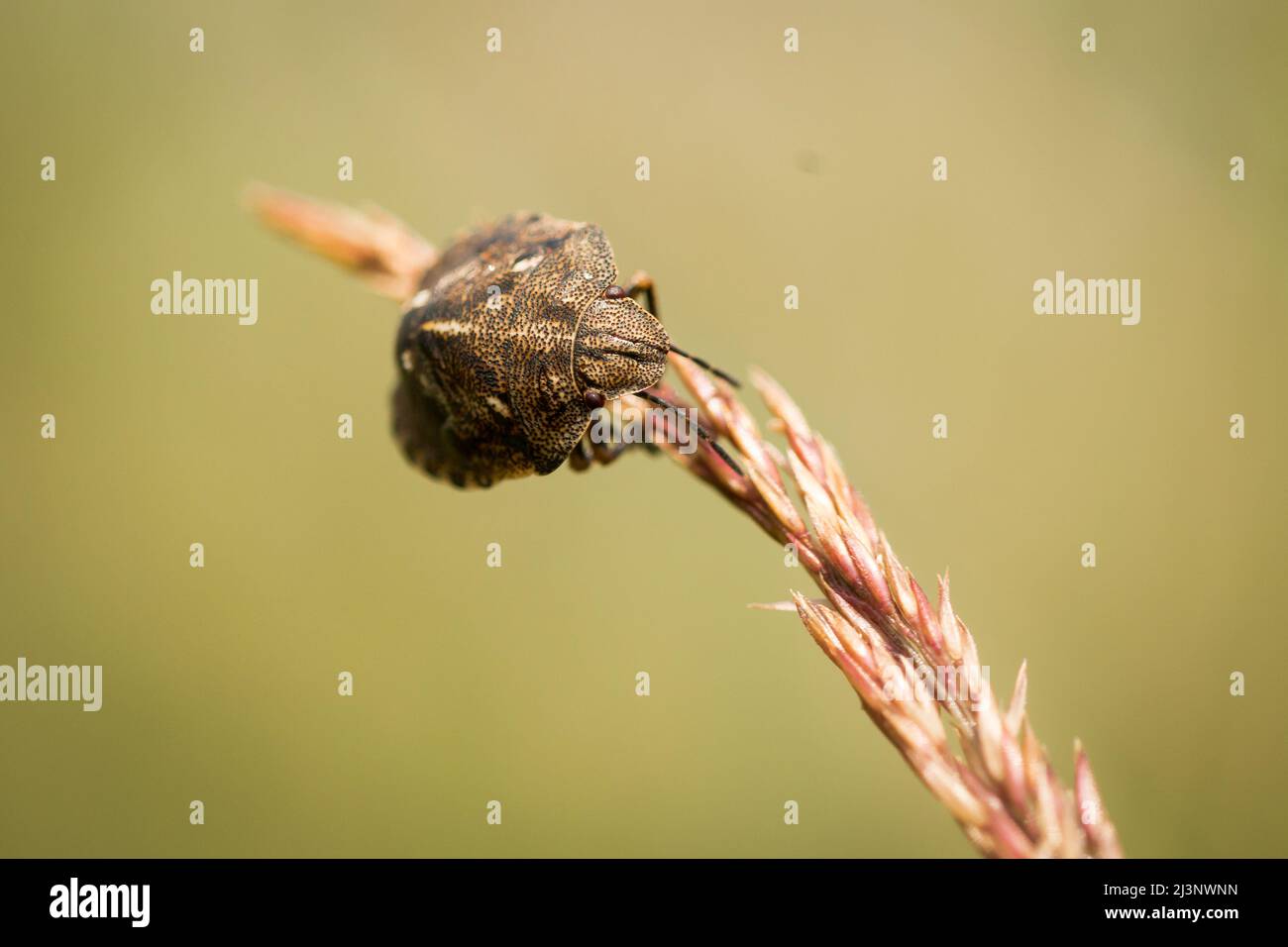 Un bug tartaruga sheild (Eurygaster testudinaria) cammina lungo una testa di erba in un prato di Norfolk Foto Stock