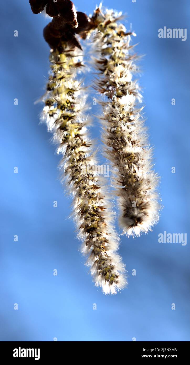 Macro fotografia di Quaking Aspen (Populus tremuloides) catkin contro uno sfondo blu cielo. Foto Stock