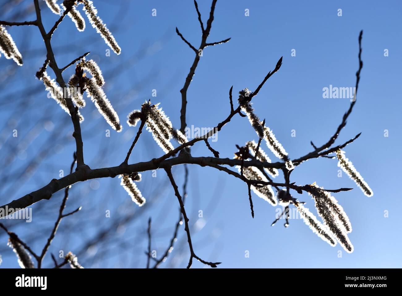 Quaking Aspen (Populus tremuloides) catkins su sfondo cielo blu. Foto Stock