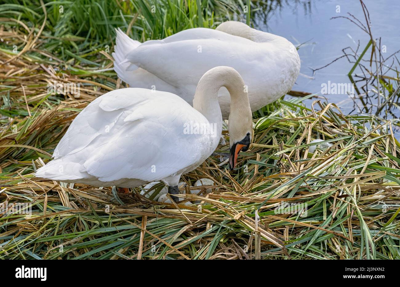 Mute Swans (Cygnus olor) seduta su uova, Verulamium Park, St. Albans, Hertfordshire Regno Unito Foto Stock