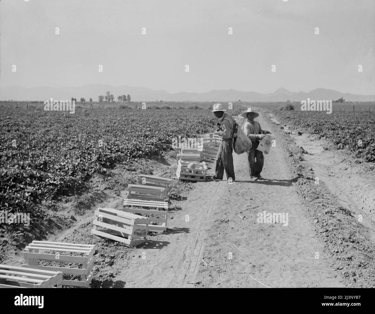 Messicani che raccolgono i cantalupes un miglio a nord del confine messicano. Imperial Valley, California. 6:00 di mattina questo è lavoro altamente qualificato. Foto Stock