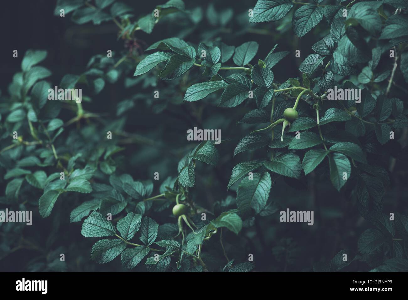 Sfondo verde naturale, foglie scure estive Foto Stock