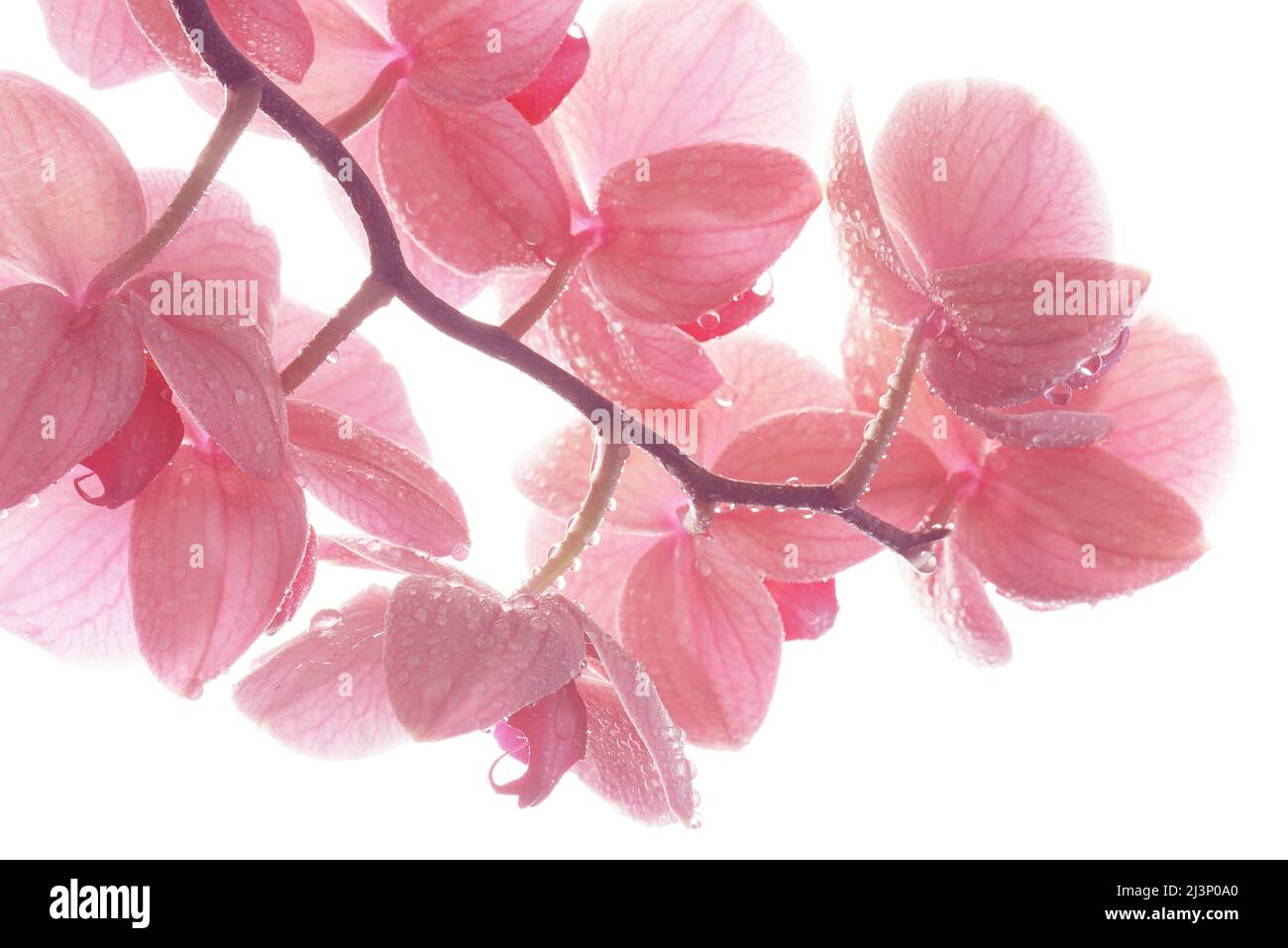 Primo piano orchidea rosa con gocce, tenera composizione floreale leggera Foto Stock