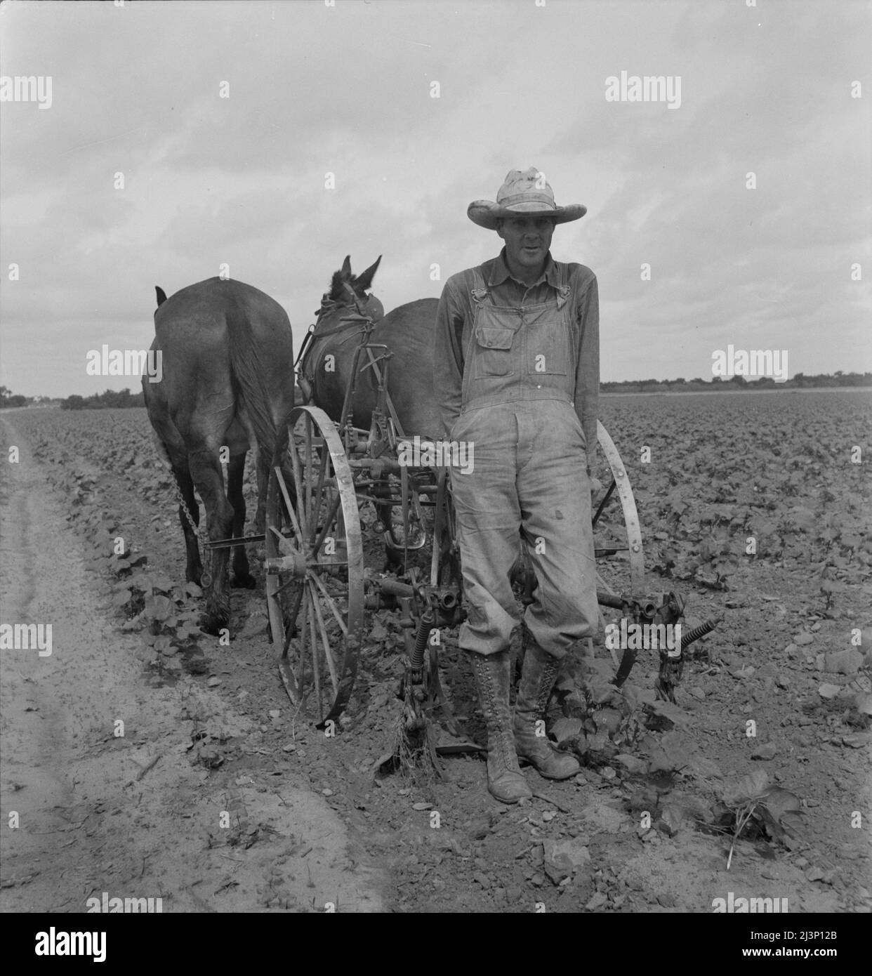 Ex contadino, ora un giorno di lavoro in grande azienda di cotone vicino a Corsicana, Texas. Foto Stock