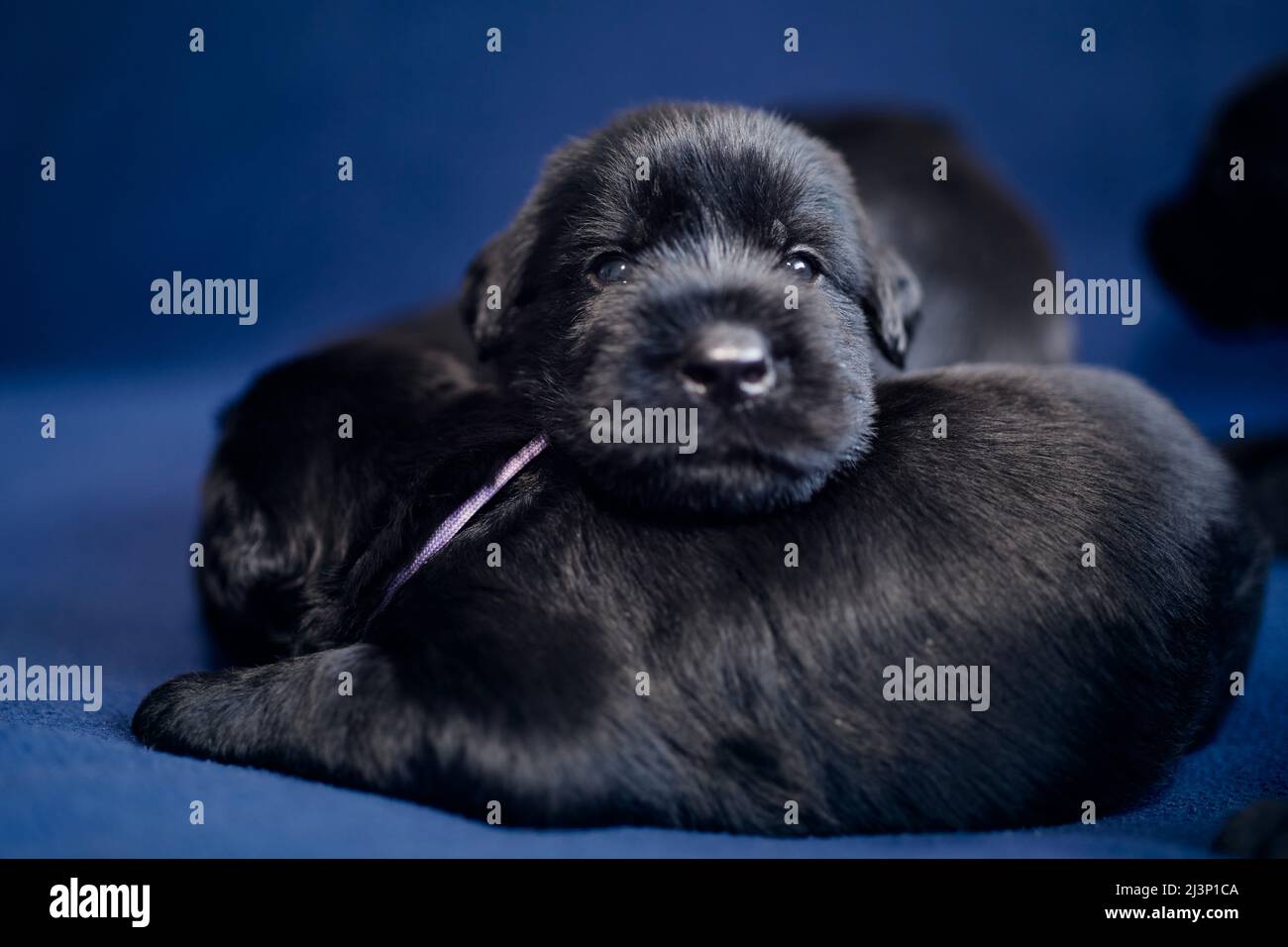 Ritratto di allegro cucciolo di Gigante Nero Schnauzer. Gruppo di cani carini sdraiati sul divano. Foto Stock