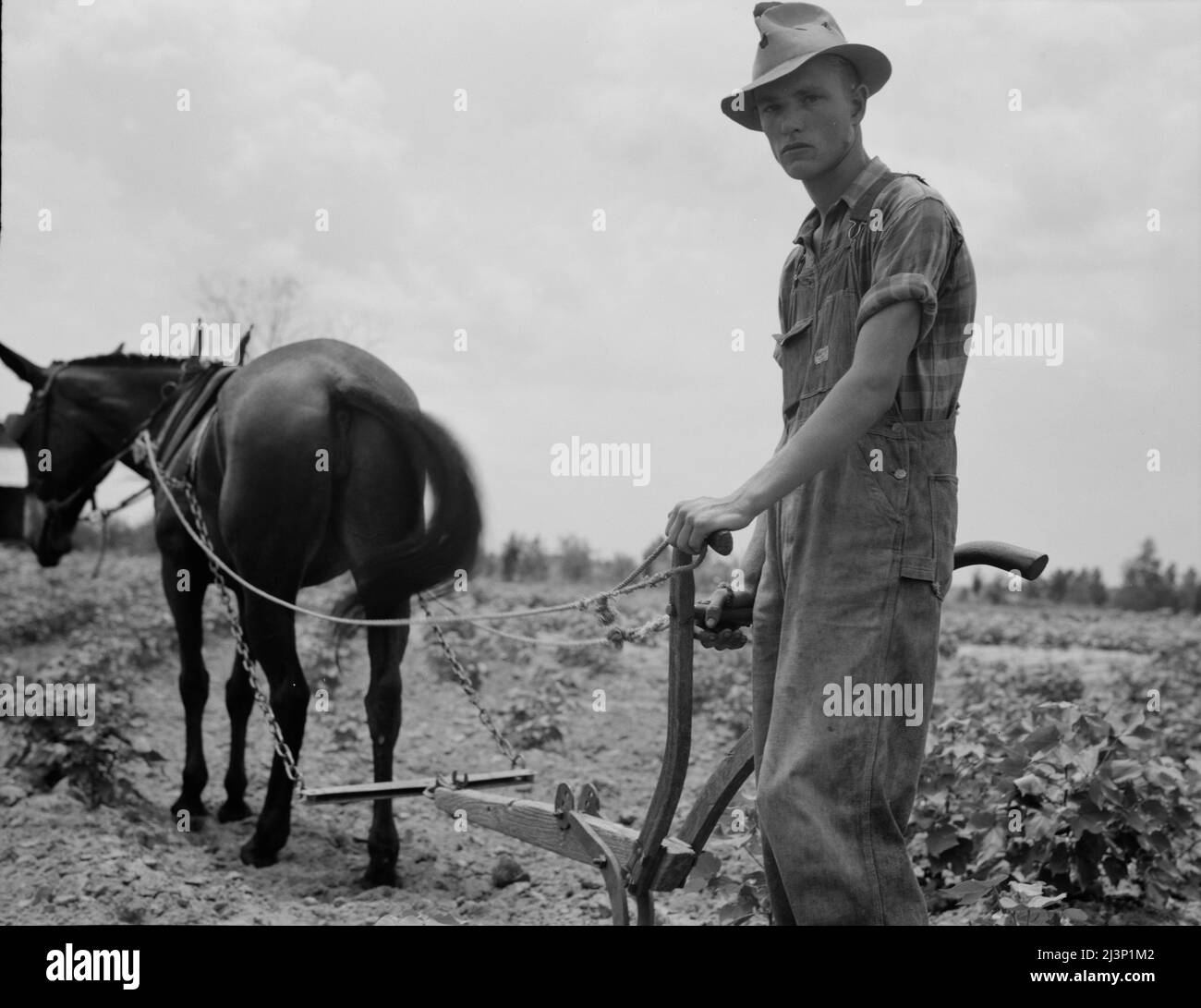 Figlio della famiglia dello sharecropper al lavoro nel cotone vicino Chesnee, Carolina del Sud. Foto Stock