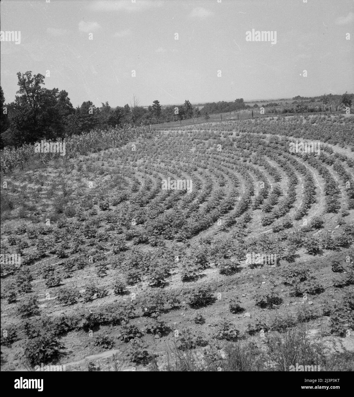 Campi terrazzati di sharecropper. Nel 1936 fece sette balle di cotone, metà delle quali andò al suo padrone di casa. Vicino a Gaffney, South Carolina. Foto Stock