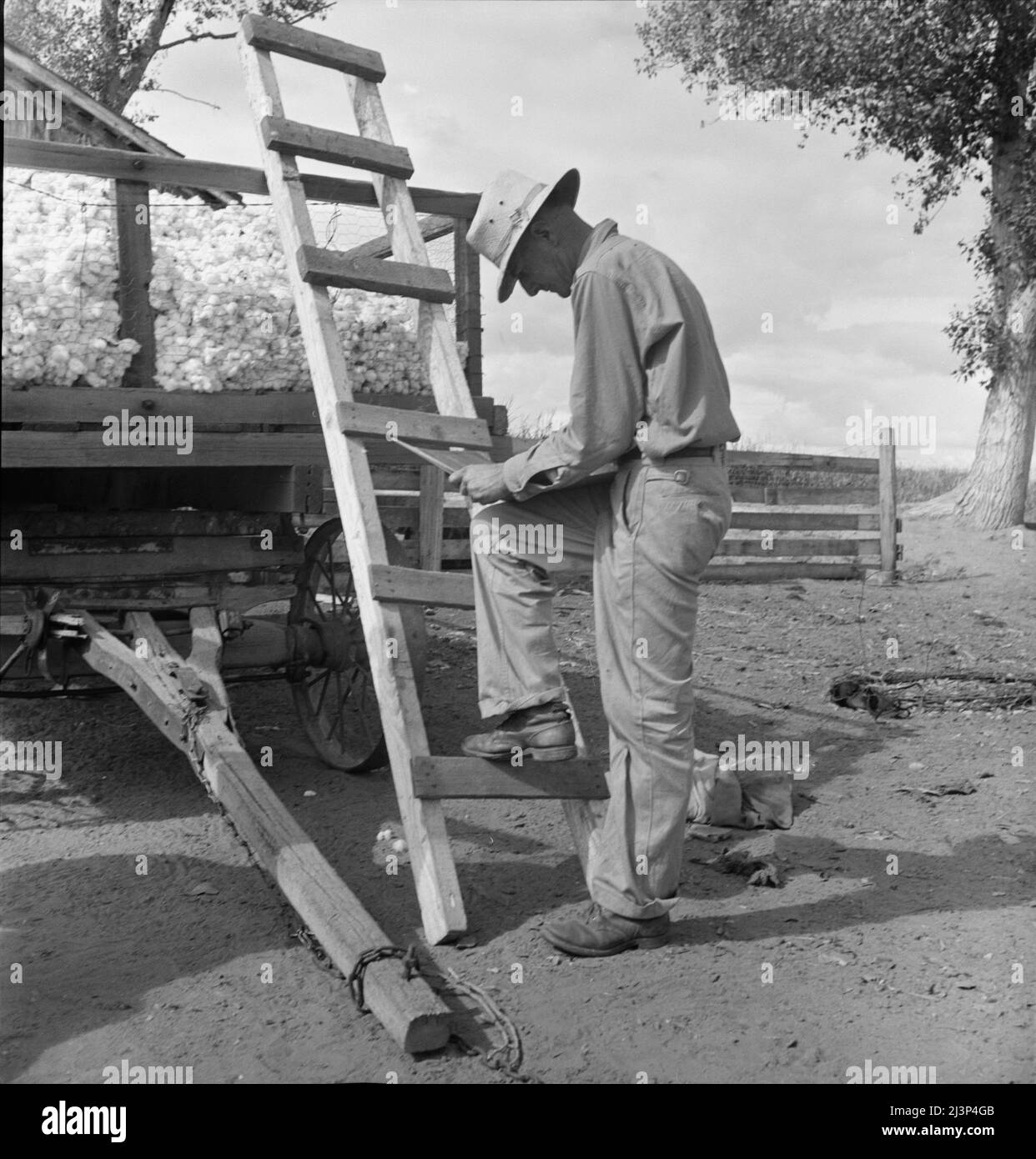 Il piccolo coltivatore di cotone rimane al carro e mantiene acocunt del peso di ogni sacco portato in dai raccoglitori dal campo. Kern County, California. Foto Stock