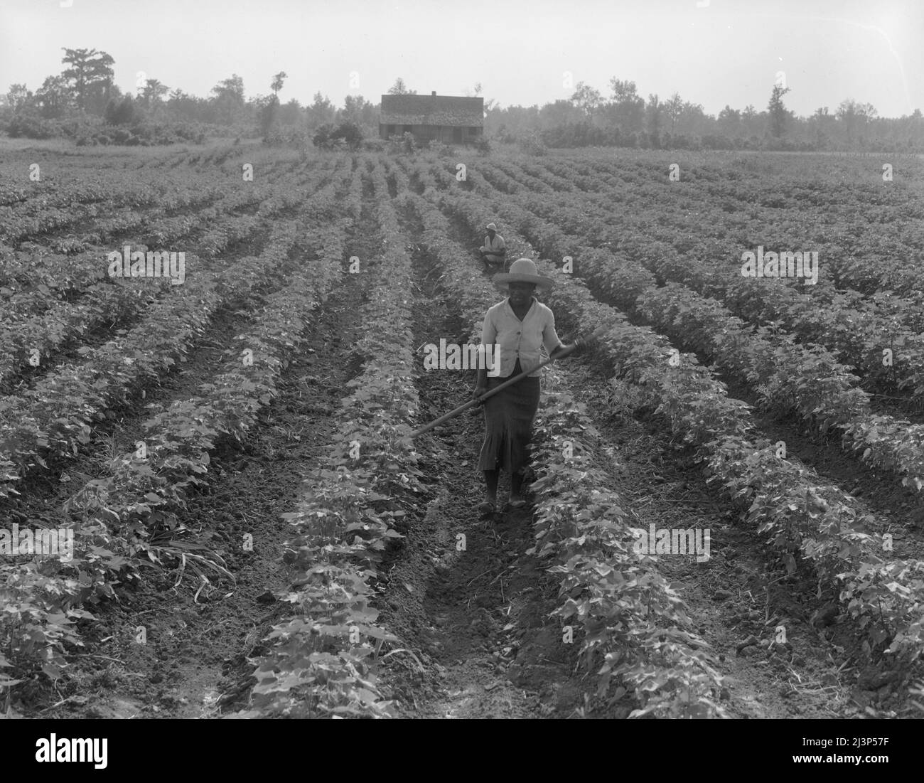 Cotone. Contea di Coahoma, Mississippi. Foto Stock