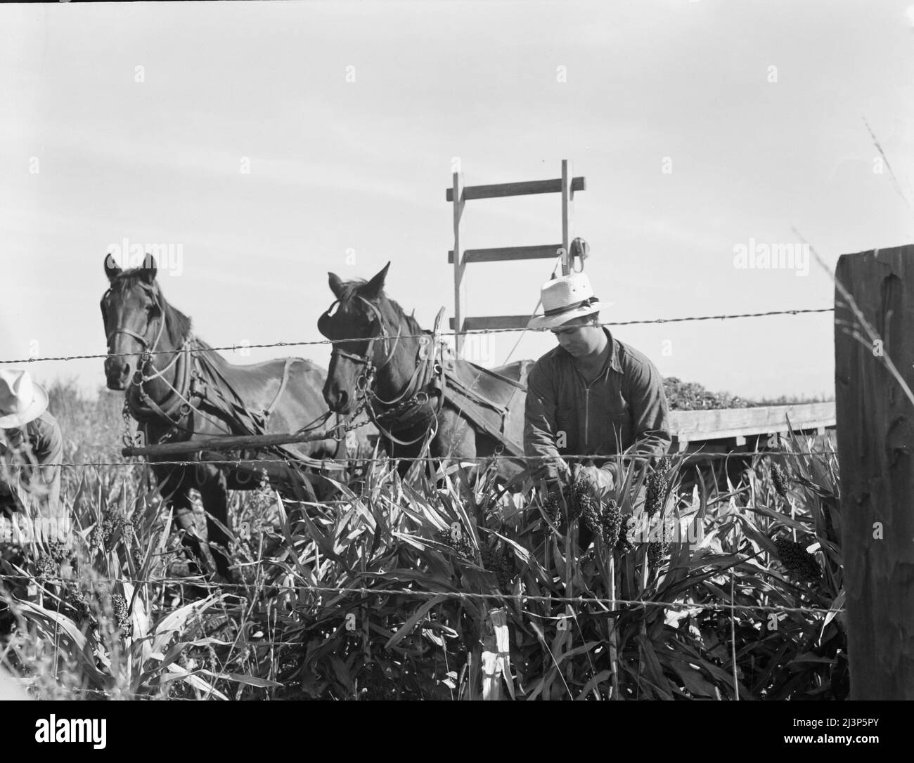 Mietendo mais milo, contea di Tulare, California. Il costo della raccolta con questo metodo ammonta a dieci dollari per acro. Costo della raccolta da parte di una mietitrice cooperativa acquistata dalla Farm Security Administration (FSA) in questa contea, sei dollari per acro. Foto Stock