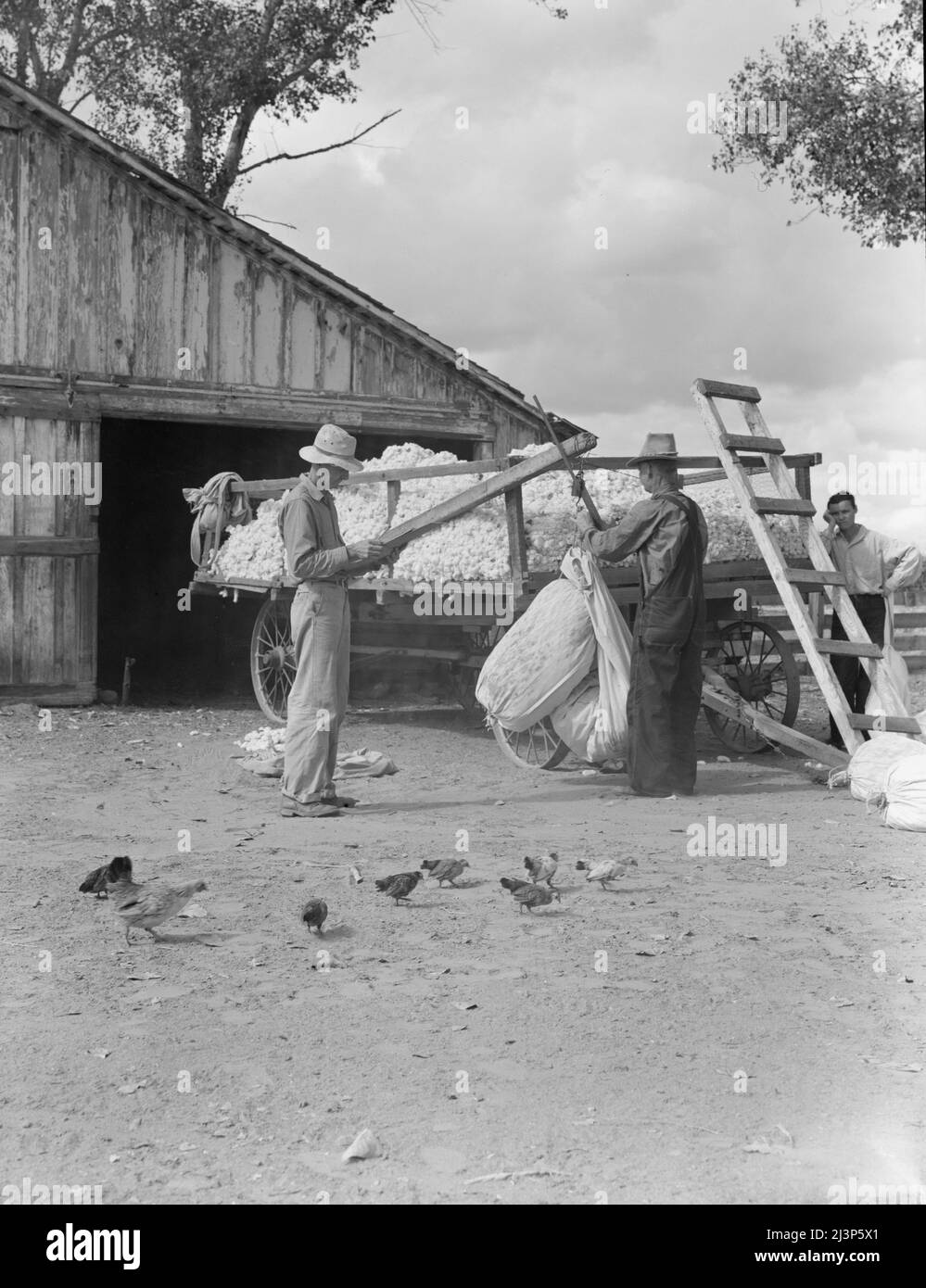 Piccola fattoria di cotone, Kern County, California. Il coltivatore tiene i conti. Ogni picker pesa il suo sacco di cotone. In questo caso il sacco pesa circa cinquanta libbre. Ci sono volute tre ore per scegliere, per le quali, sulla base di settantacinque centesimi per cento libbre di cotone raccolto, gli saranno pagati trentotto centesimi. Foto Stock