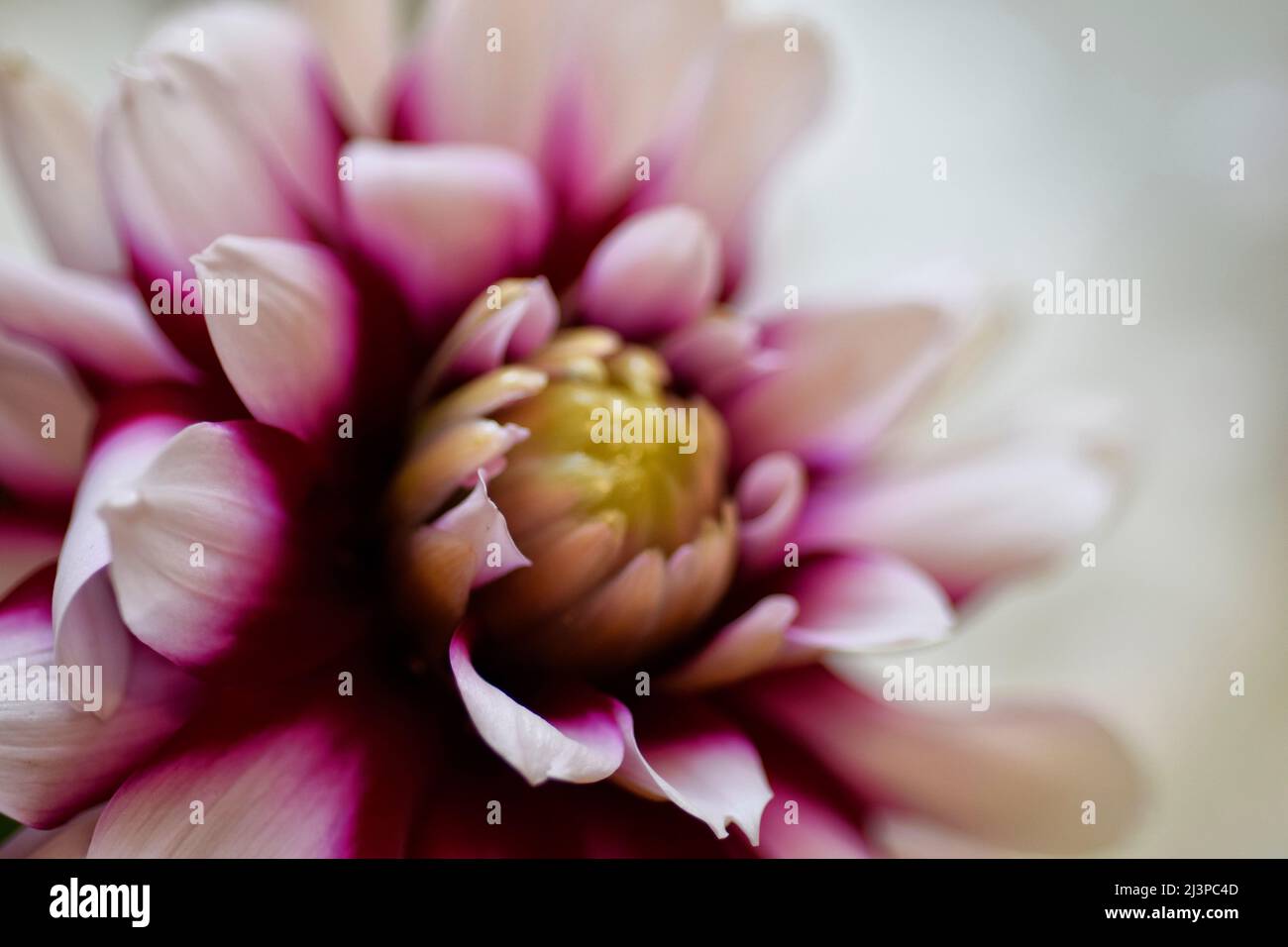 fiore di dahlia viola e bianco Foto Stock