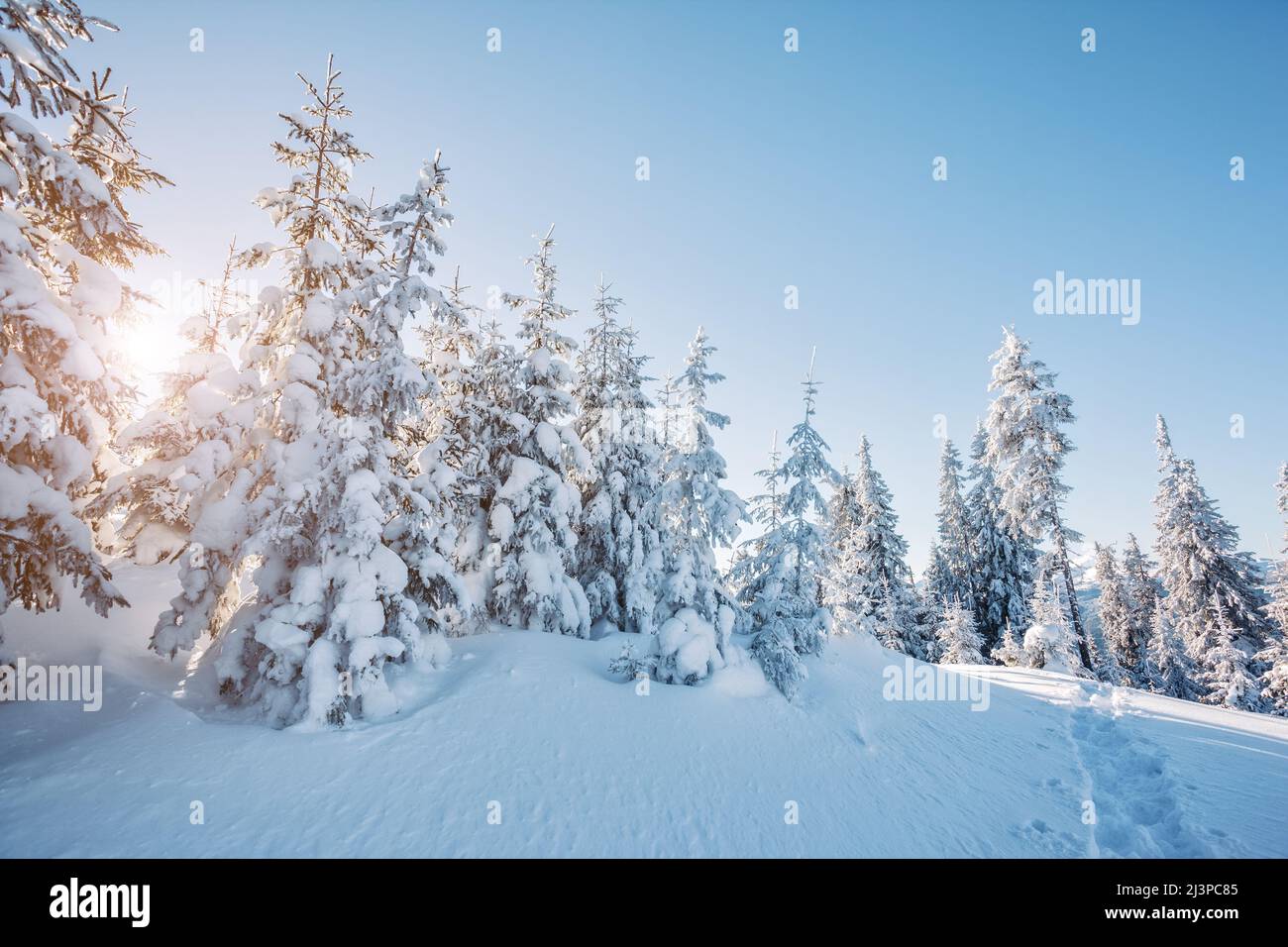 Maestosi alberi invernali che illuminano la luce del sole. Scenografia drammatica del vino. Luogo luogo Parco Nazionale Carpazi, Ucraina, Europa. Stazione sciistica delle Alpi. Bellezza WO Foto Stock