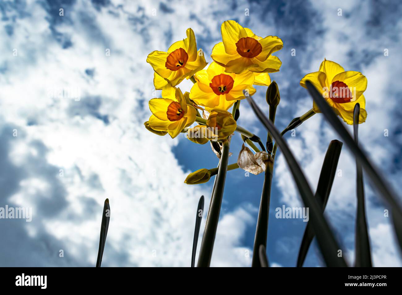 Immagine ad angolo basso di narcisi contro un cielo nuvoloso Foto Stock