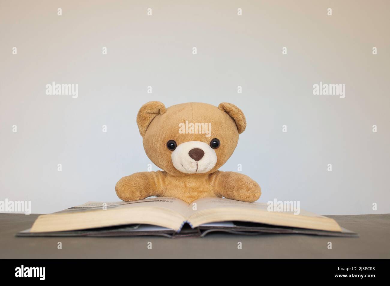 Orsacchiotti marroni seduti su sfondo bianco leggendo un libro. Concetto di ritorno a scuola, istruzione. Foto Stock