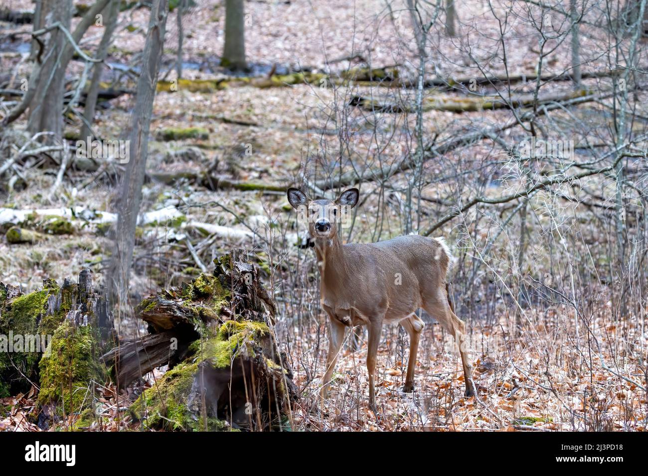 Il cervo dalla coda bianca (Odocoileus virginianus), conosciuto anche come il whitetail o il cervo della Virginia in primavera Foto Stock