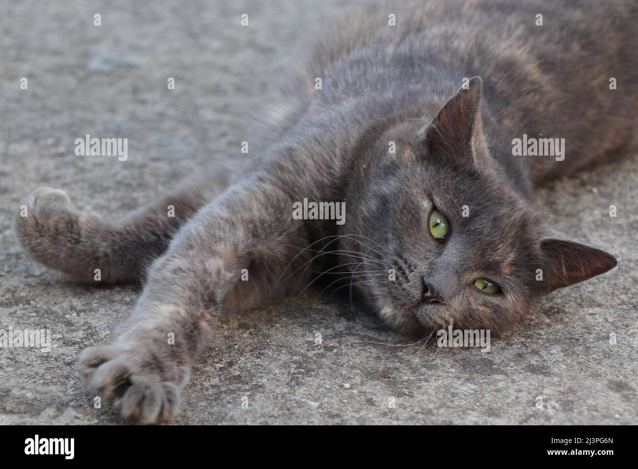 Gatto grigio sdraiato con occhi verdi, guardando avanti Foto Stock