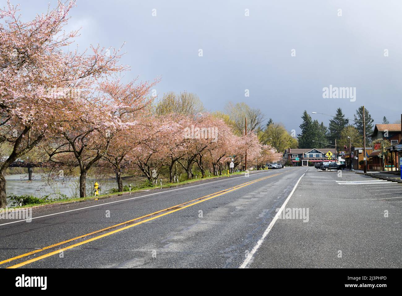 Fall City, WA, USA - 04 aprile 2022; Spring in Fall City Washington come ciliegi cominciano a foglia Foto Stock