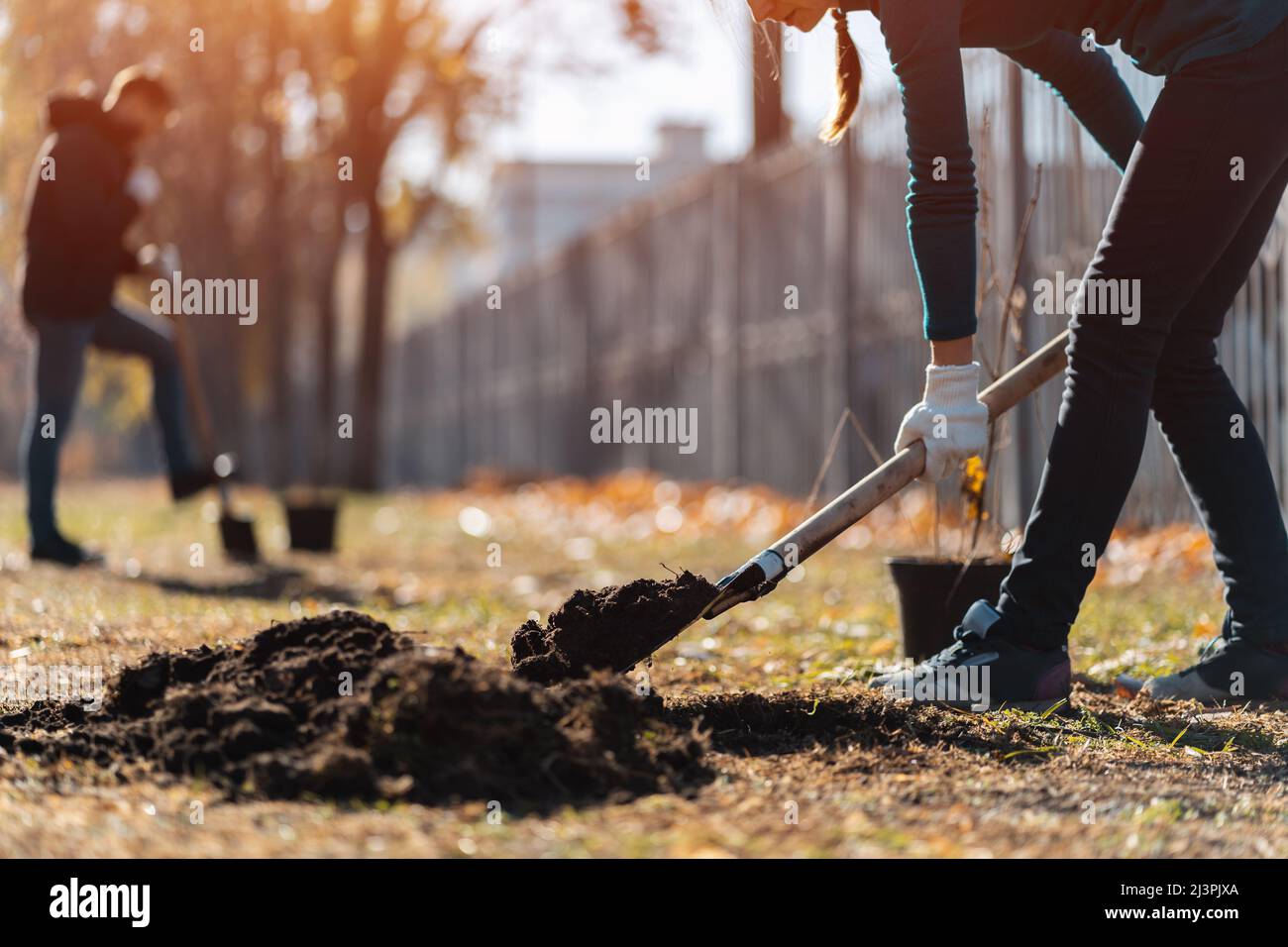 piantando alberi nuovi con attrezzi di giardinaggio o volontario con pala scavando terra Foto Stock