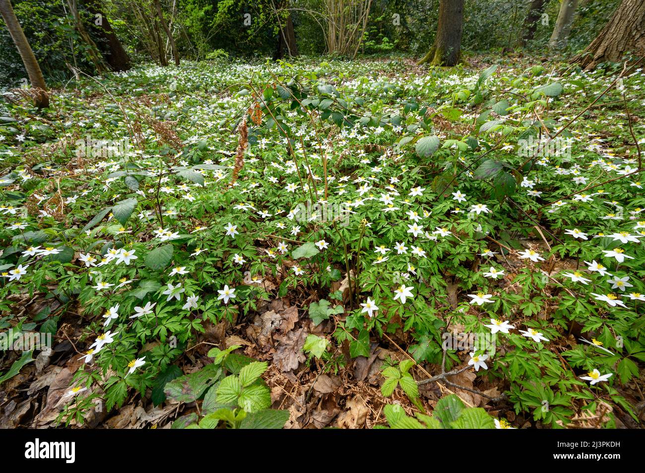 Dulwich, Londra, Regno Unito: Wood anemone (Anemone nemorosa) a Sydenham Hill Wood. Questa è una delle ultime parti rimanenti dell'antico bosco di Londra. Foto Stock