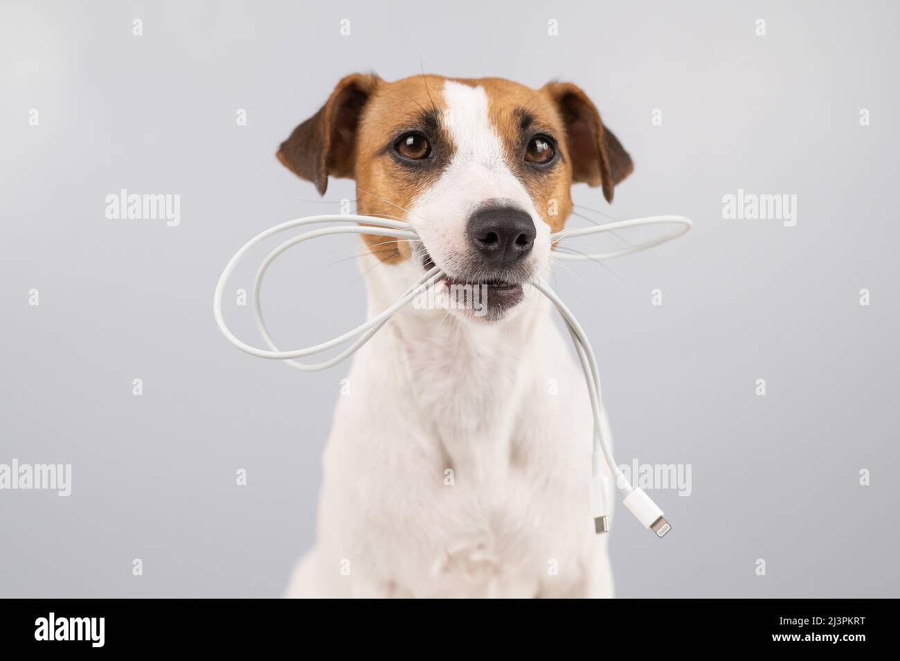 Jack russell terrier cane che tiene un cavo di tipo c nei suoi denti su uno sfondo bianco. Foto Stock