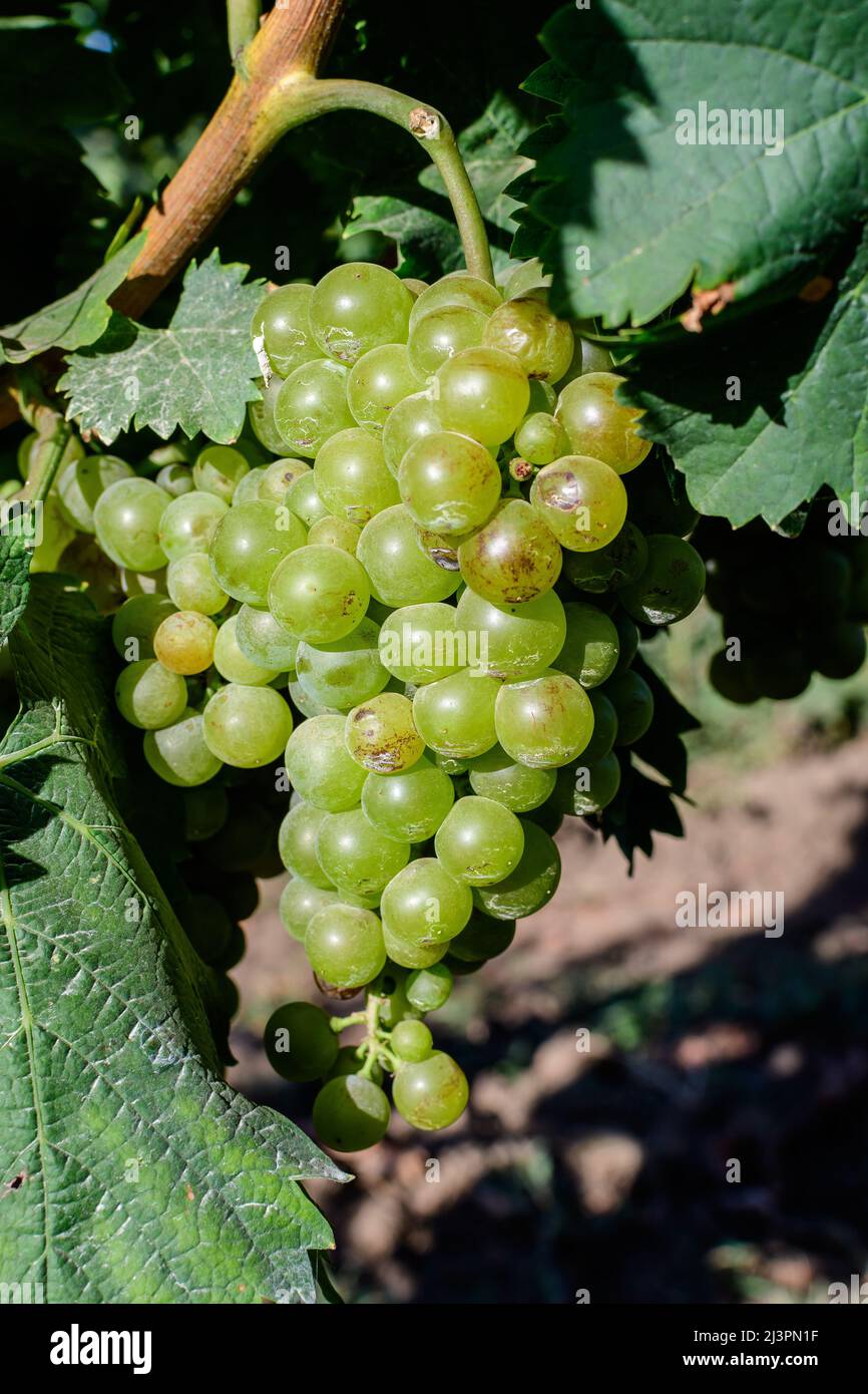 Primo piano di uve bianche biologiche mature e foglie verdi in vigna in una giornata di sole autunnale Foto Stock